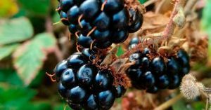 La mûre : Le fruit de la fin de l’été