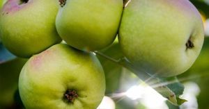 La pomme : le fruit adoré des Français